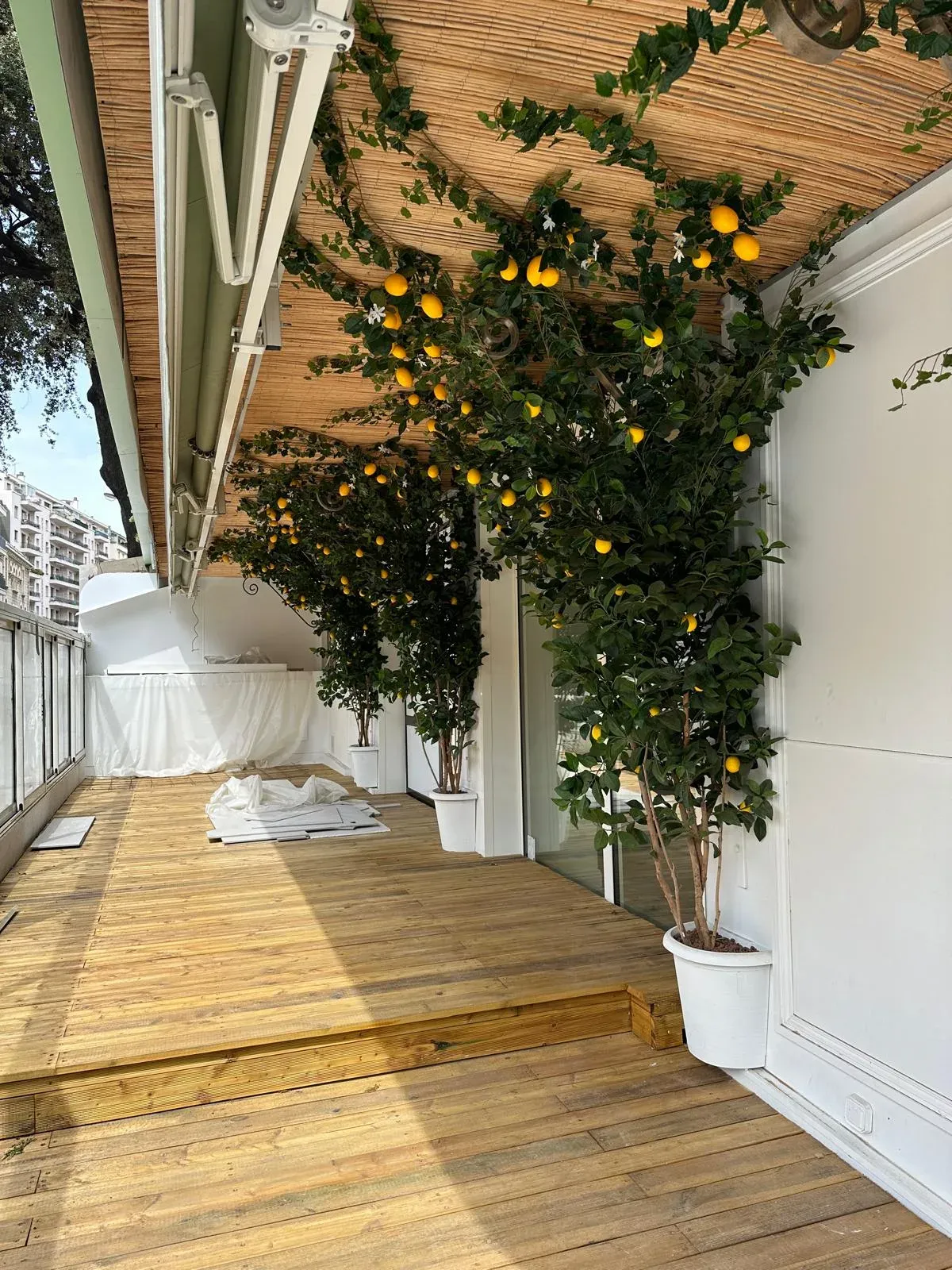 Canisse en bambou au plafond d'une terrasse avec citronniers artificiels
