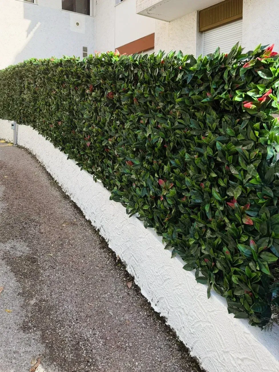 Brise-vue végétal pour copropriété à Mougins