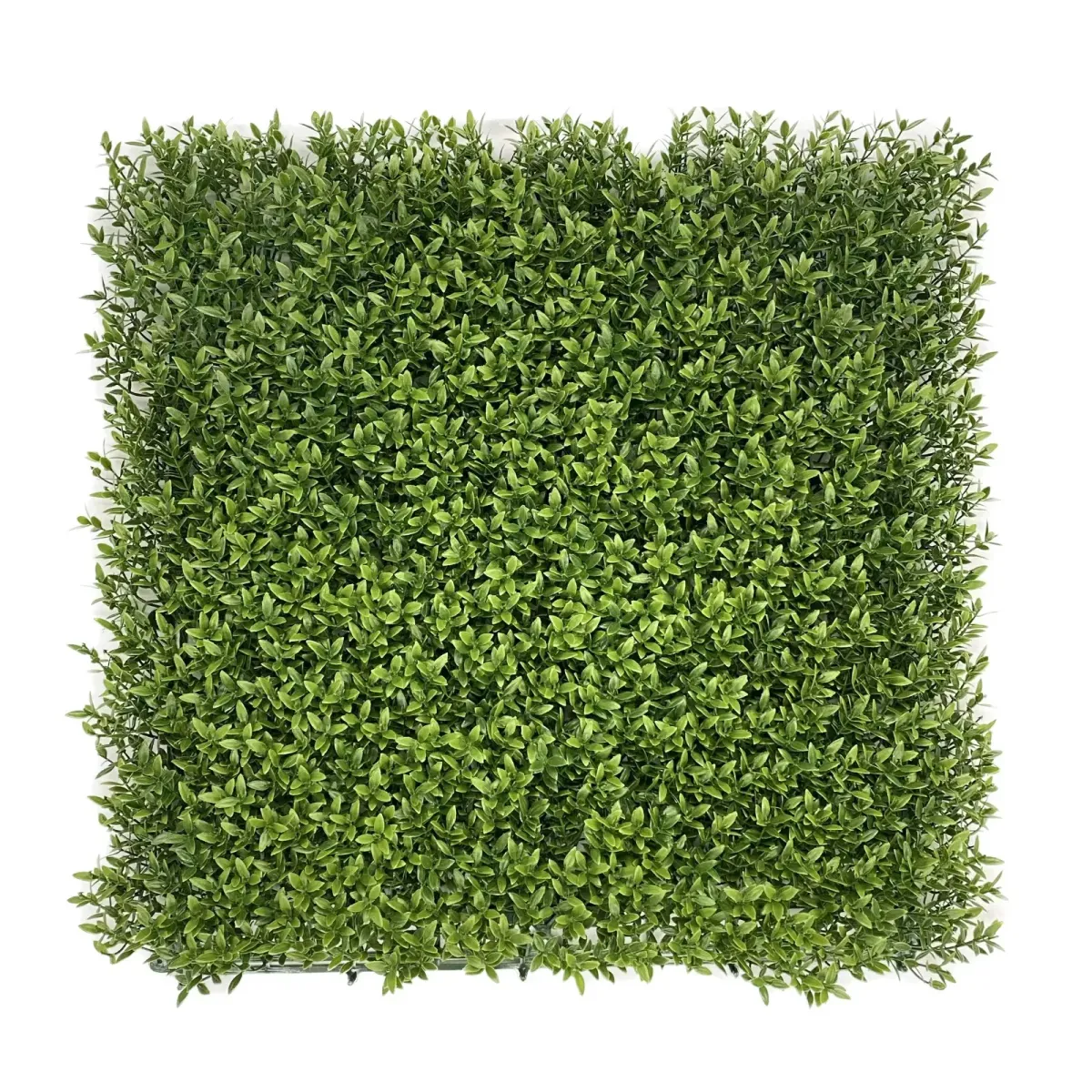 Plaque Buisson